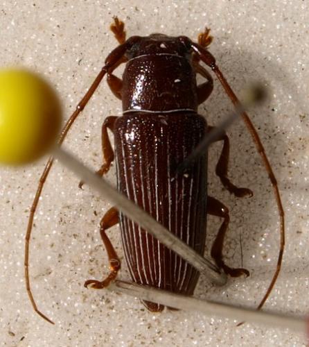 Réf. 196 594 : Batrachorhina albostrigosa
